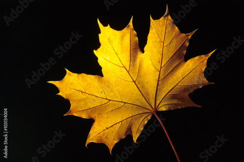 Yellow maple leaf isolated on a black background