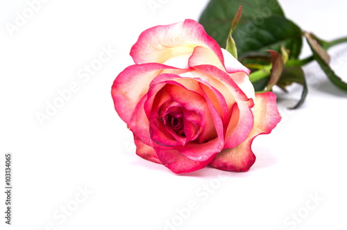 Pink roses on the white background