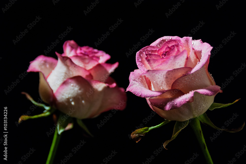 Pink rose on the black background Pink rose on the black background