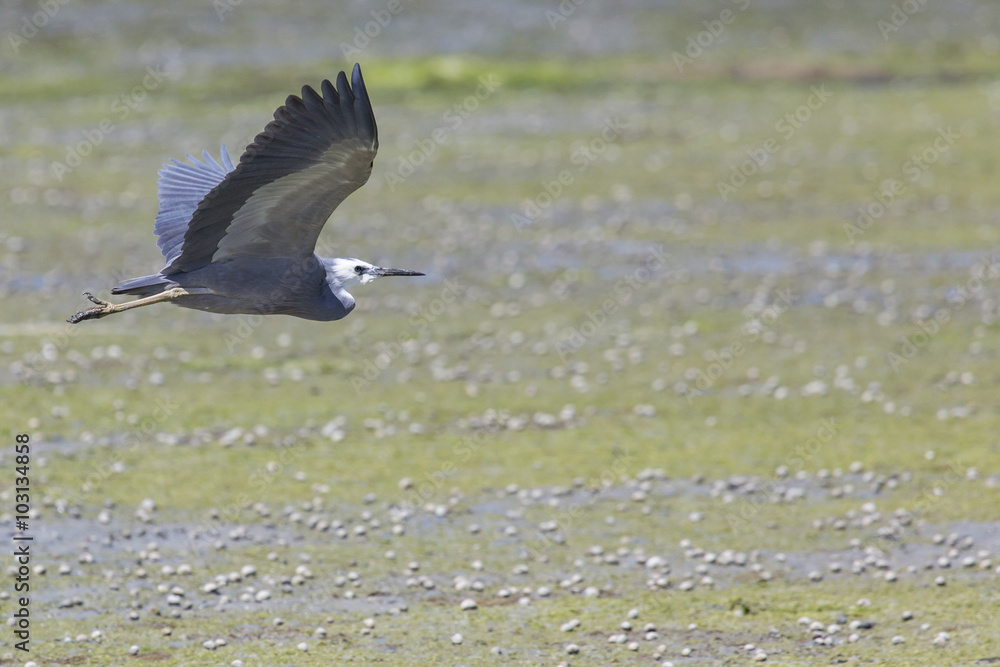 Great blue heron flying Great blue heron flying