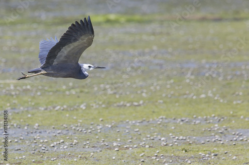 Great blue heron flying