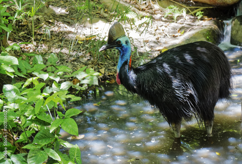 Naklejka premium cassowary in the creek