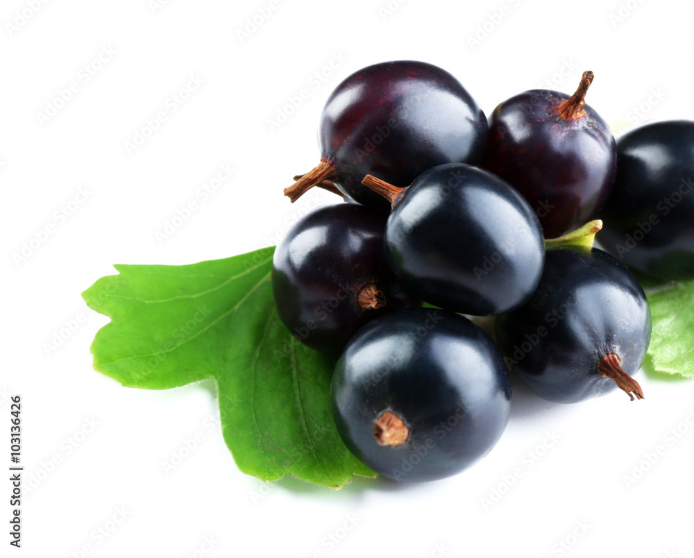 Wild black currant with green leaves isolated on white Wild black currant with green leaves isolated on white