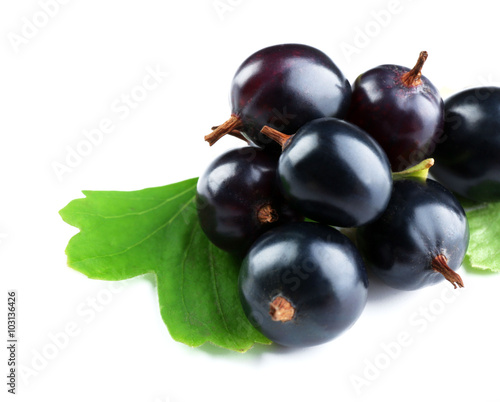 Wild black currant with green leaves isolated on white