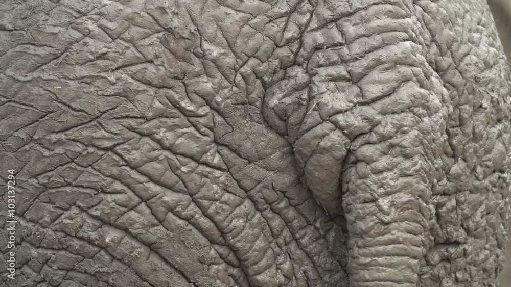 Close-up rear view of elephant covered in mud with tail swishing Close-up rear view of elephant covered in mud with tail swishing