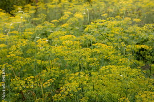 Dill plant. Fennel flower.