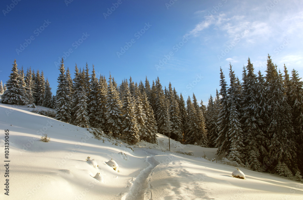 Majestic winter landscape glowing by sunlight in the morning. Dr