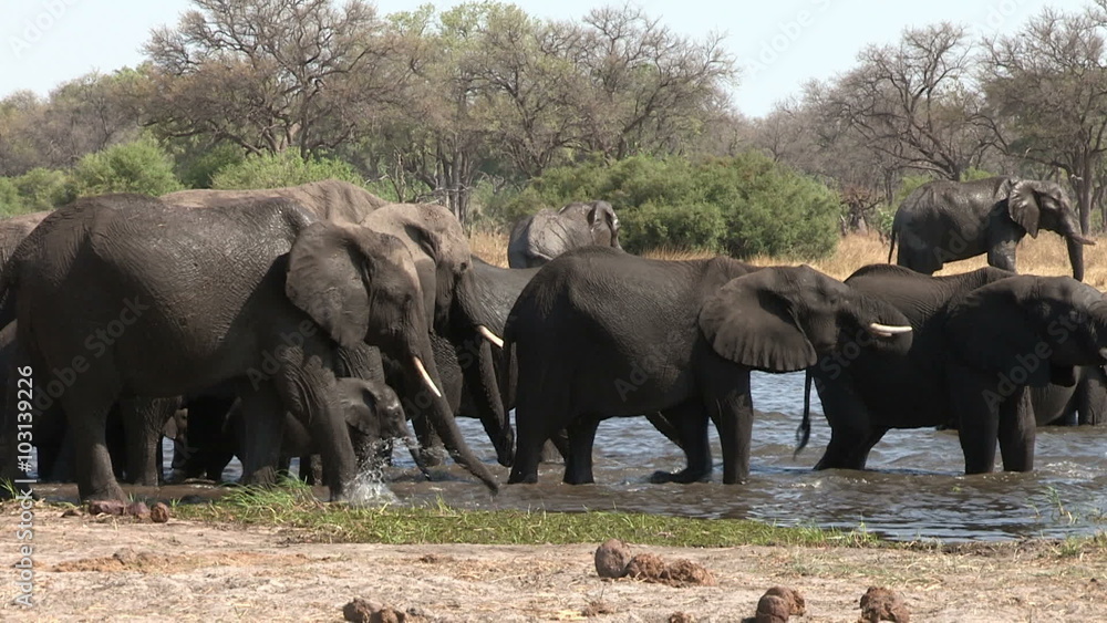 Breeding herd of elephants drinking at river in the Okavango Delta Breeding herd of elephants drinking at river in the Okavango Delta