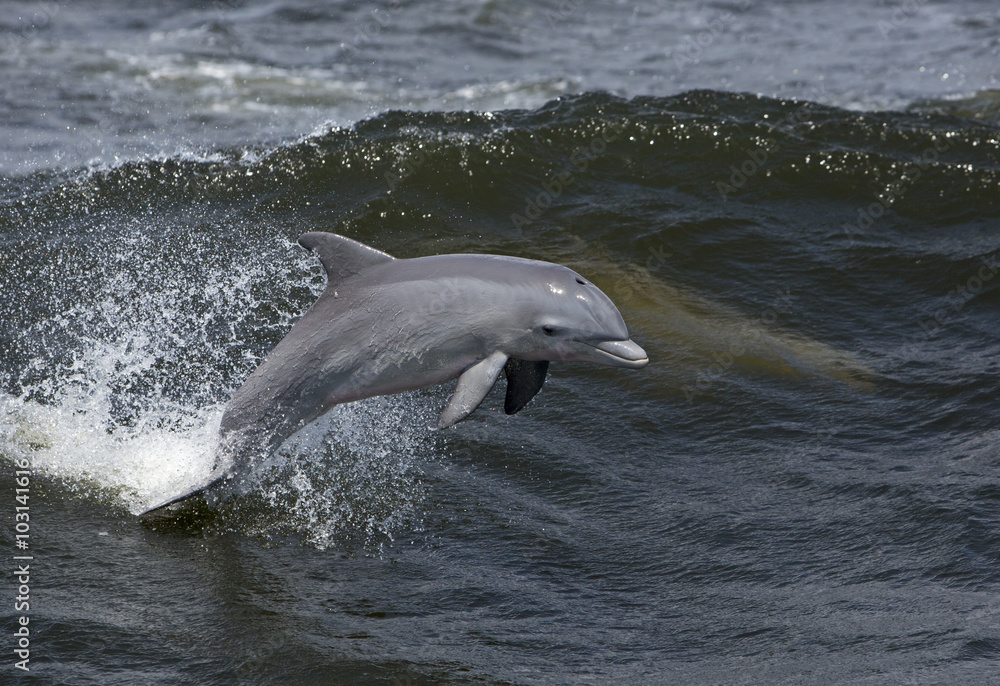 Fototapeta premium Delfin butlonosy (Tursiops obcięte)