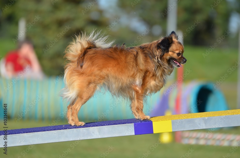 Long Coat Chihuahua a Dog Agility Trial