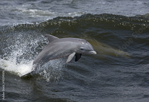 Obraz na plátne Bottlenose Dolphin (Tursiops truncates)