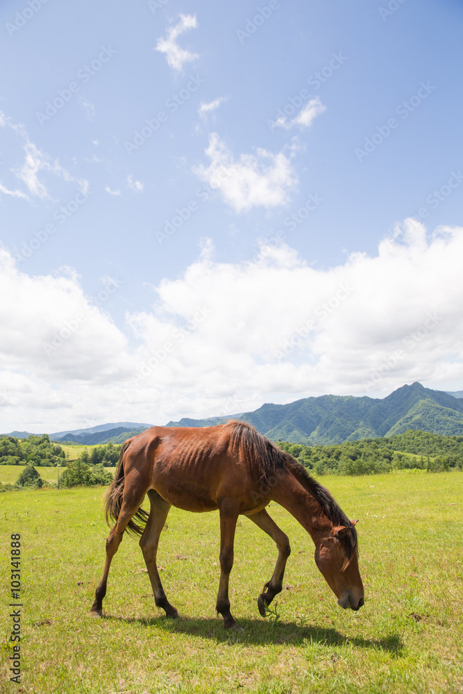 Obraz premium 牧場の馬