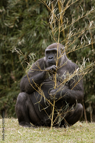Gorilla Nibbling on a Branch