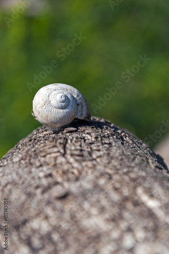 Snail shell at a tree trunk
