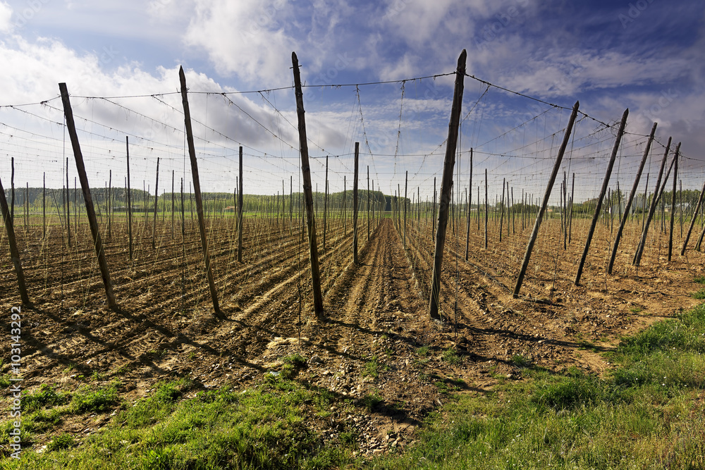 Obraz premium prepared fields to hops planting