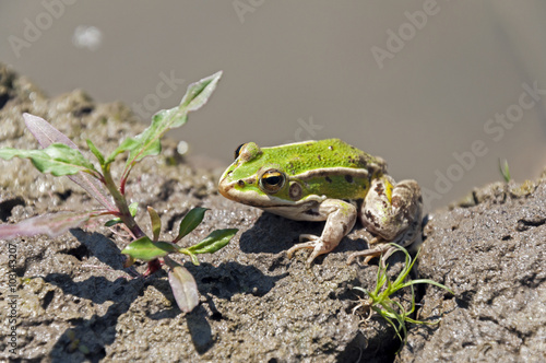 Little green frog photo