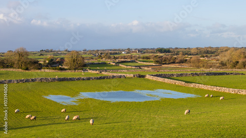 Sheep in Ireland photo