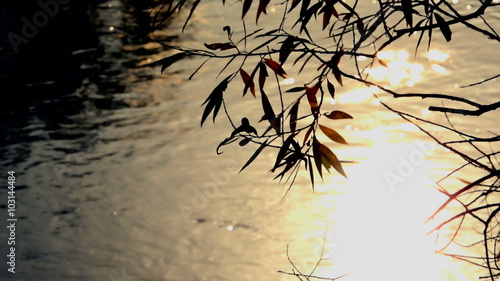 Willow branches in the autumn sun on thebackground reflected in the river photo