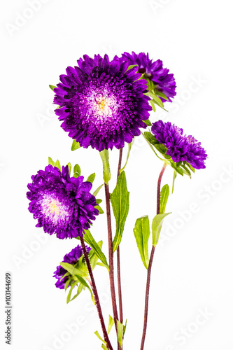 purple flower on white background