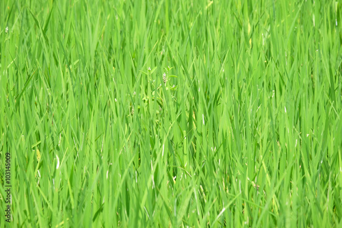 center of frame (selected focus) of green rice crops in the rice