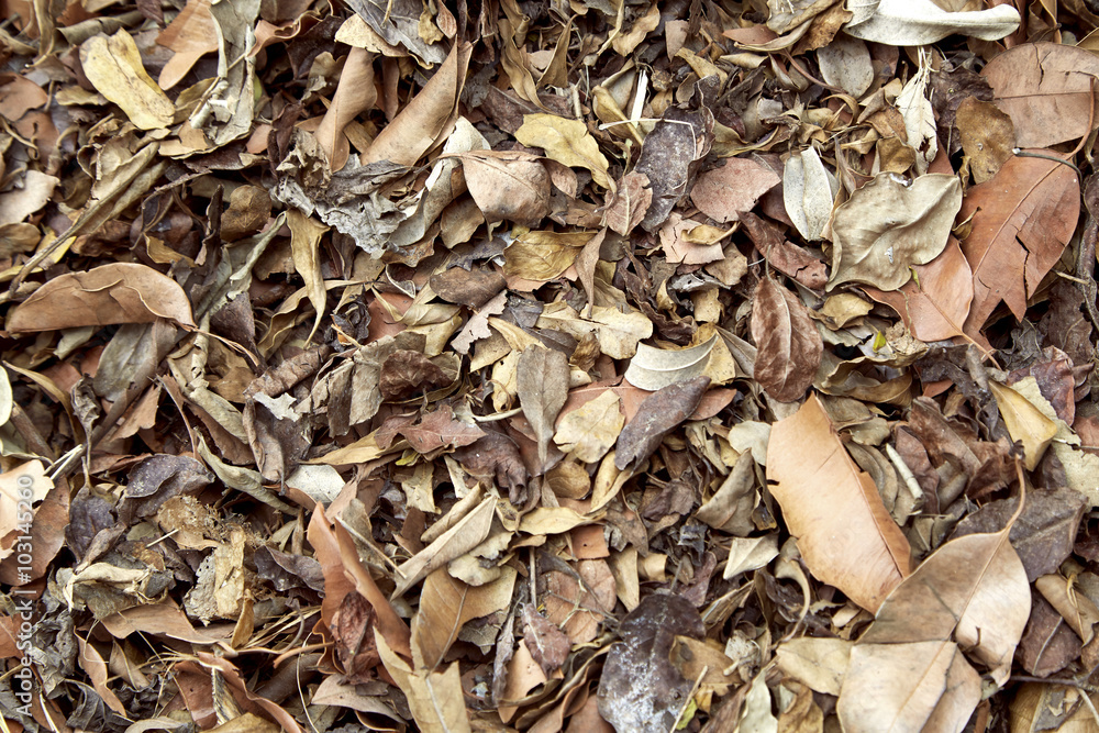 Dry leaf on the ground Dry leaf on the ground