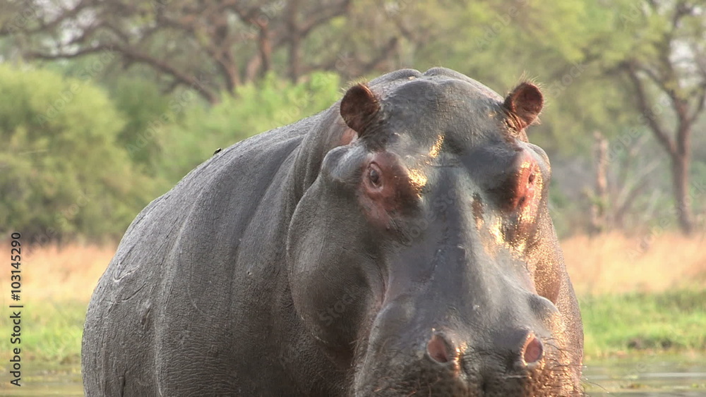 Bull hippo charging towards camera Bull hippo charging towards camera