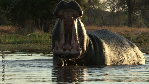 Bull hippo charging towards camera