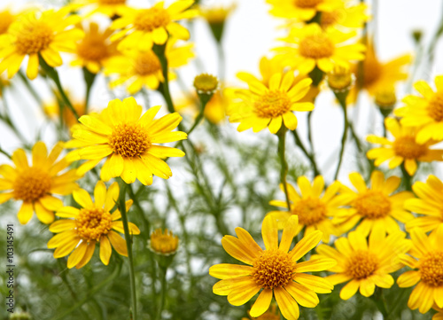 Field of yellow daisy