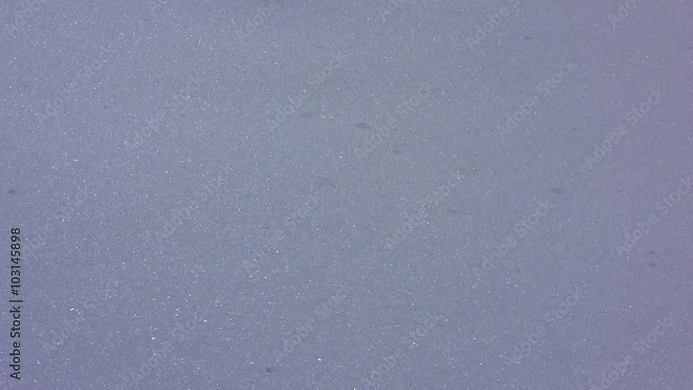 A small pine tree and shadow in the snow