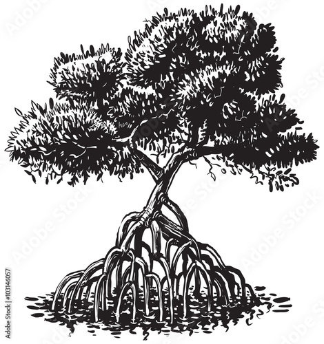 Mangrove Tree Ink Style Vector Cartoon Illustration photo