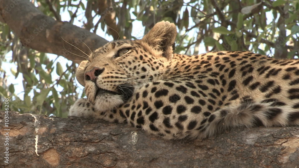 Tight shot of leopard lying on branch of a tree Tight shot of leopard lying on branch of a tree