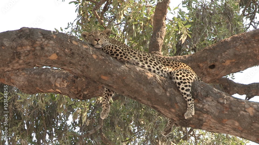 Wide shot of leopard lying on branch of a tree Wide shot of leopard lying on branch of a tree