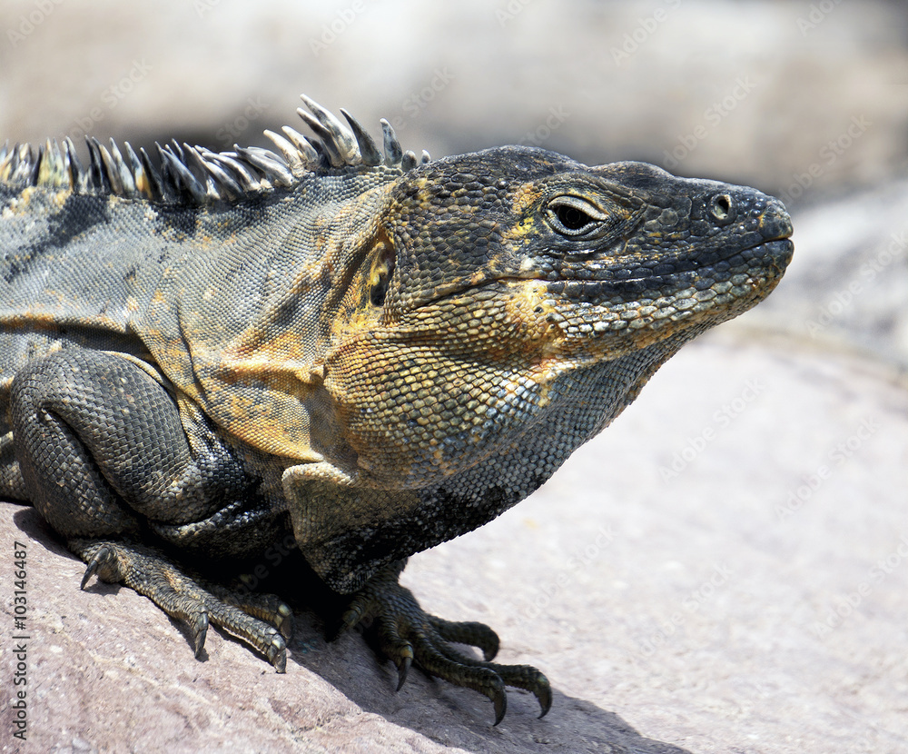 Obraz premium Green Iguana (Iguana iguana) sunning on a rock
