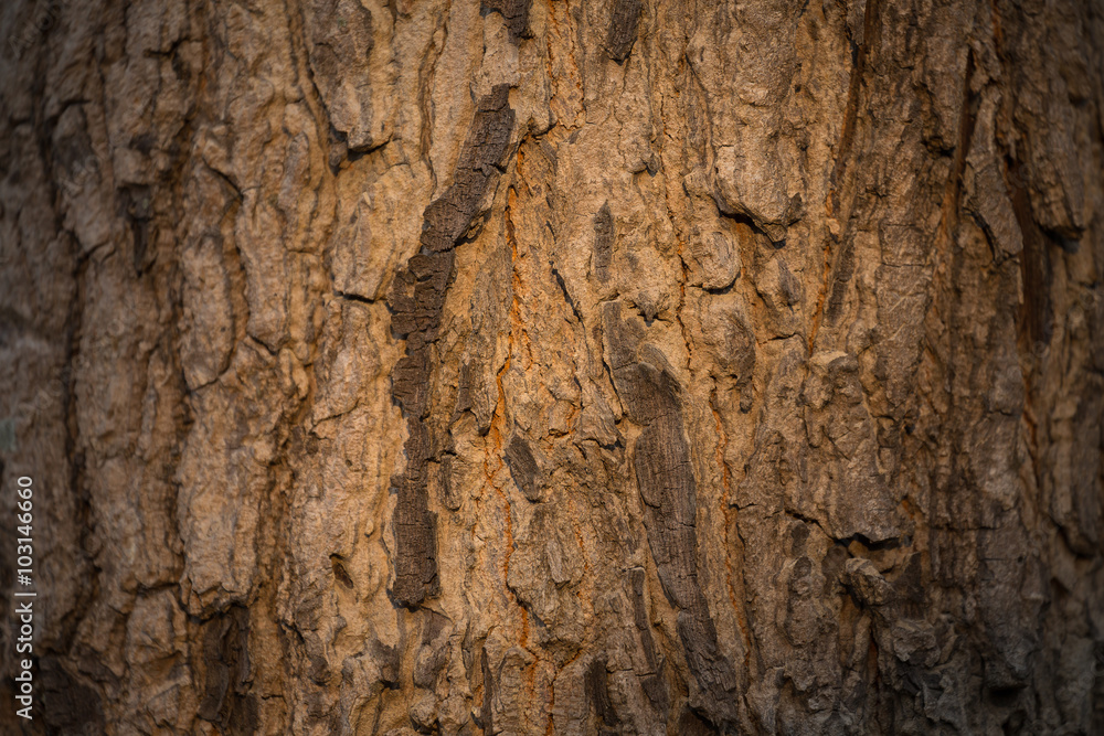 The surface of the bark and the light of the sun .