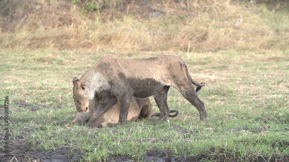 Two female lions covered in mud socializing Two female lions covered in mud socializing