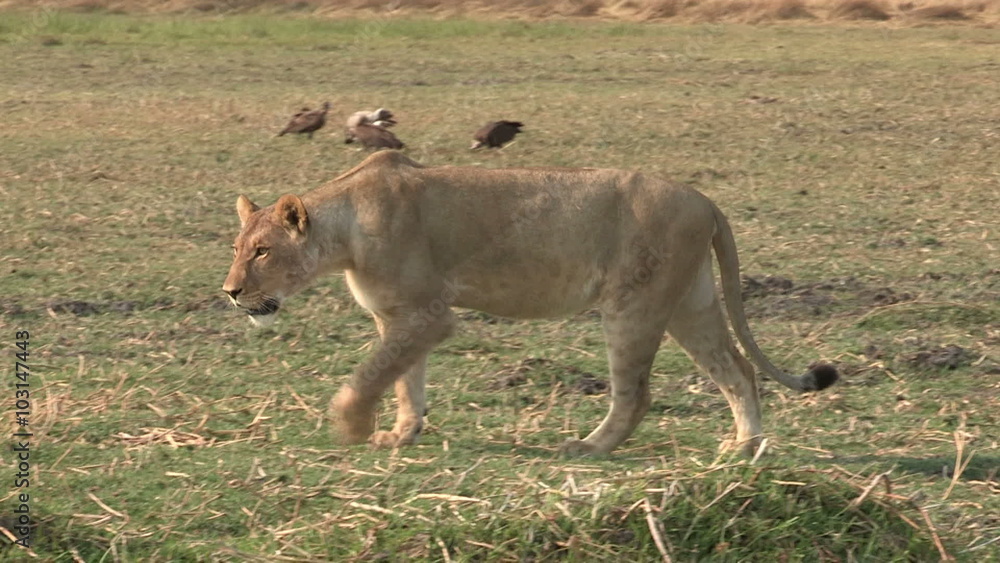 Lioness walking across open savannah Lioness walking across open savannah