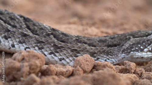Close-up of puff adder face showing flickering tongue