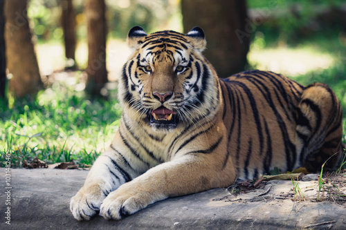 Bengal Tiger