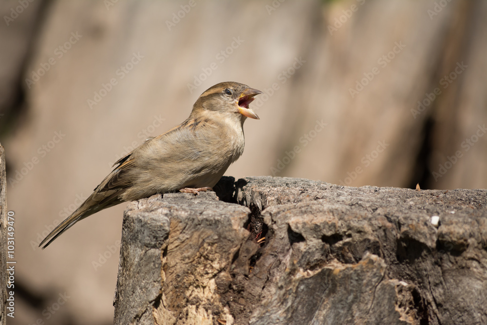 Fototapeta premium El gorrión canta con fuerzas.