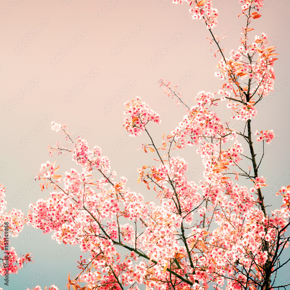 Nature background of beautiful cherry pink flower in spring - vintage pastel color filter Nature background of beautiful cherry pink flower in spring - vintage pastel color filter
