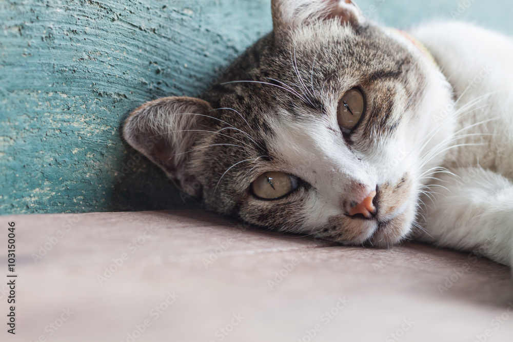 Fototapeta premium Thai cat lying down in garden home