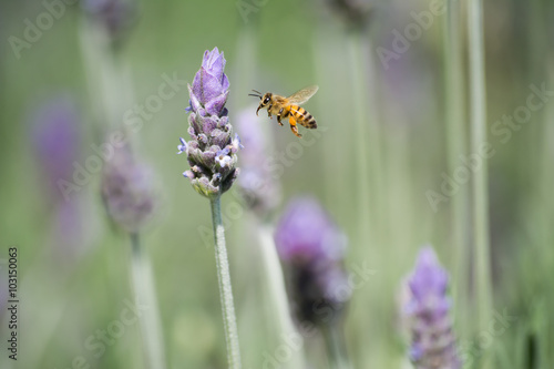 La abeja se acerca volando a su miel. © jesuschurion57