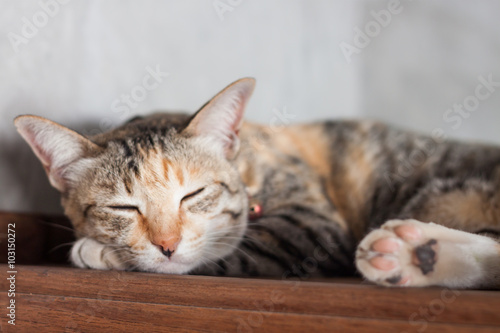 Thai cat sleeping in garden home