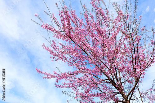 Wild Himalayan Cherry in Thailand
