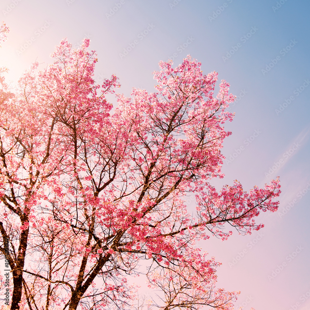 Fototapeta premium Nature background of beautiful cherry pink flower in spring - serenity and rose quartz color filter