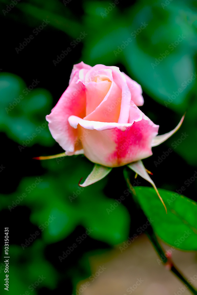 Pink Rose
