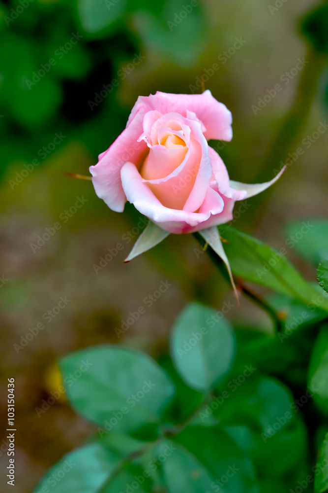 Pink Rose
