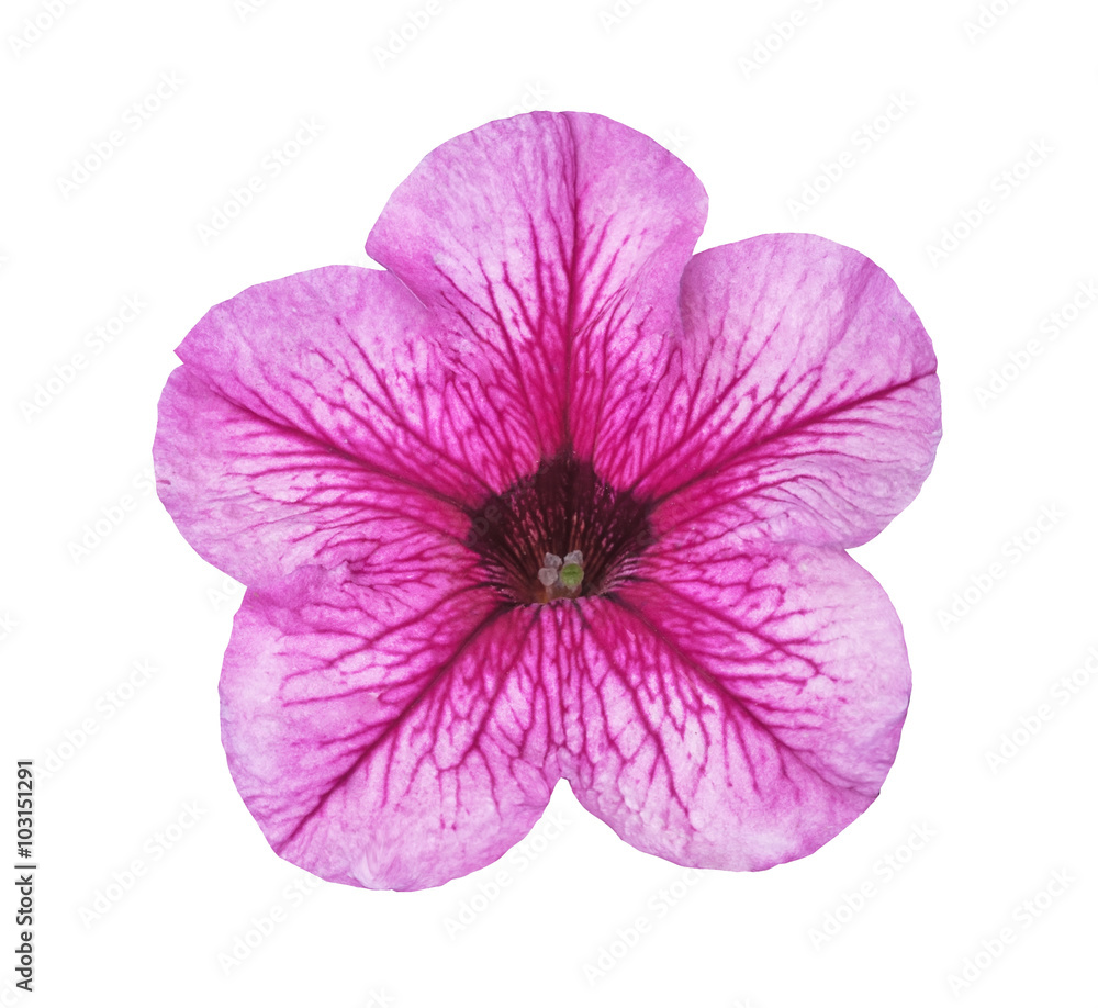 The lilac flower with green stamens isolated on the white
