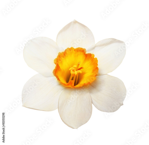 Flower magnificent narcissus flower head isolated on white background