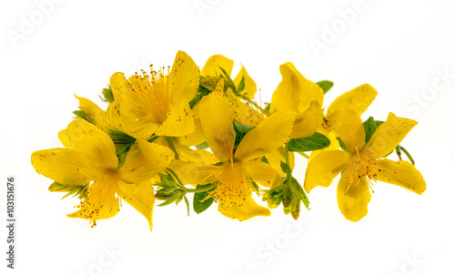 Obraz na plátne St. John's Wort flowers